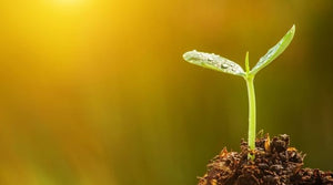New Year, New Seeds: About Our Kits and Essential Care