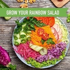 Four Easy and Tasty Recipes for Your Rainbow Salad Starter Kit