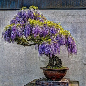 Garden Republic's Guide to Bonsai Seed Sowing and Care