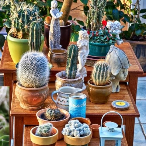 Garden Republic's Guide to Growing Cacti and Succulents From Seed