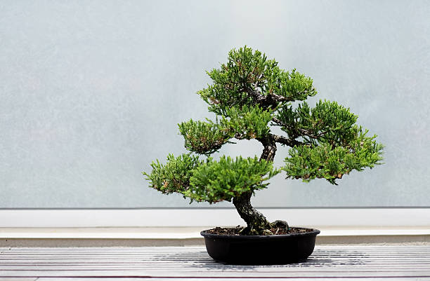 Pruning Your Bonsai Tree