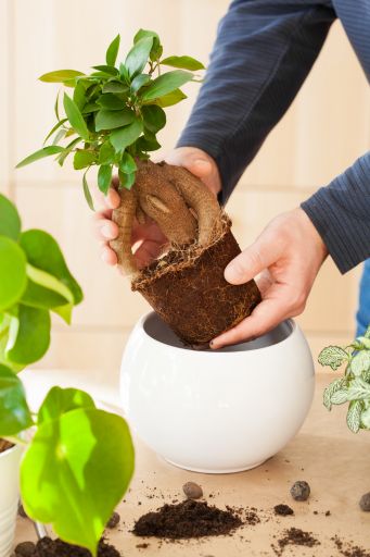 The Basic Needs of Your Bonsai