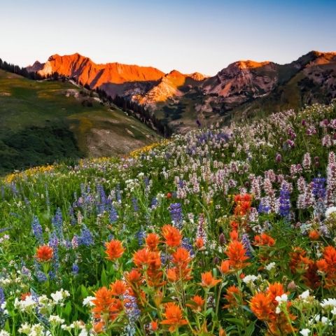Buzzing into Your Backyard, Our New Wildflower Garden Seed Set! Why Get Worked Up About Wildflowers?