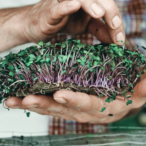 A Culinary Herb and Herbal Tea Seed Set Project: Garden Republic's Guide To Growing Microgreens Indoors