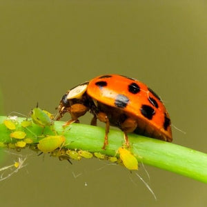 7 Common Indoor/Outdoor Garden Pests, and How to Remove, Prevent, and Control  Them.