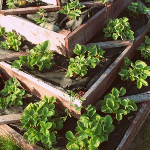 Planning and Building a Raised Bed for your Veggies, Herbs and Flowers