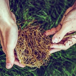 Giving Your Sprout Its Forever Home: The Basics of Transplanting