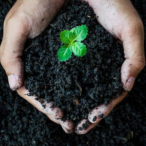 Tips for Building Healthy Garden Soil