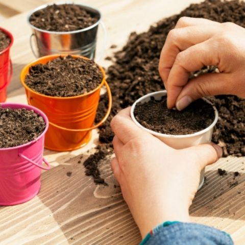 The Basics of NON-GMO Seed Sowing and Fun Plant Terms