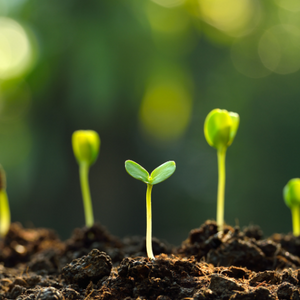 Life After Sprout; Soil Types, Plant Food, and When To Replant!