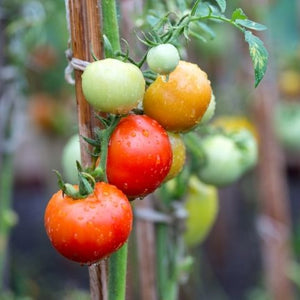 Garden Republic's Guide to Growing Heirloom Tomatoes
