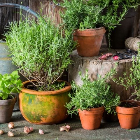 Vegetable and Herb Gardening in Small Urban Spaces