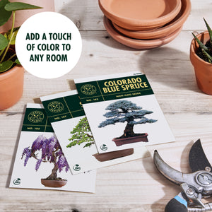 Bonsai Stoneware Starter Kit