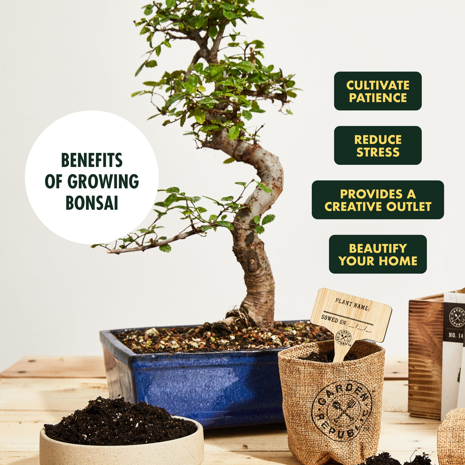 Bonsai Kits – Grow Your Own Bonsai Tree – Start Your Journey Today