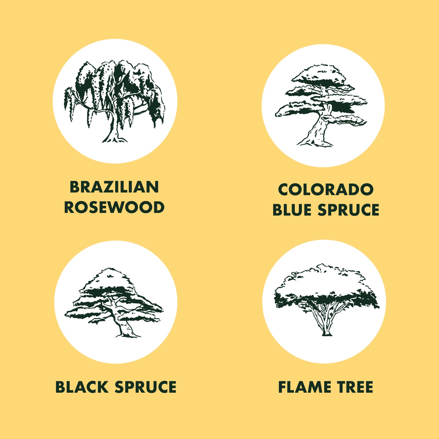 4-Variety Bonsai Seed Box with Wooden Plant Markers