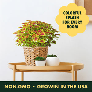 Indoor Garden Kit - Coleus Seeds for Planting - Plant Seeds for House Plants with Potting Soil, Pots & Plant Markers