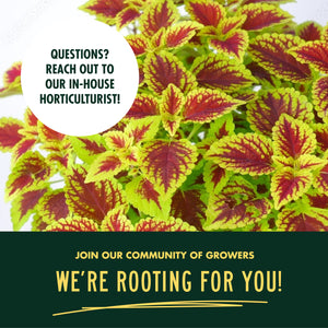 Indoor Garden Kit - Coleus Seeds for Planting - Plant Seeds for House Plants with Potting Soil, Pots & Plant Markers