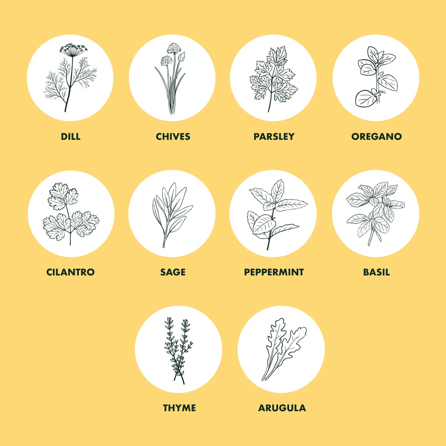 Culinary Herb Seeds for Planting - 10-Packet Non-GMO & Heirloom Seed Set
