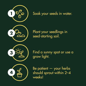 Culinary Herb Seeds for Planting - 10-Packet Non-GMO & Heirloom Seed Set