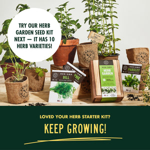 Indoor Culinary Herb Garden Starter Kit - Non-GMO, Heirloom Variety Seeds