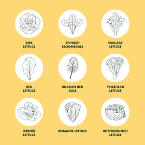 Garden Lettuce Seeds for Planting, 9 Non-GMO Heirloom Seed Packets